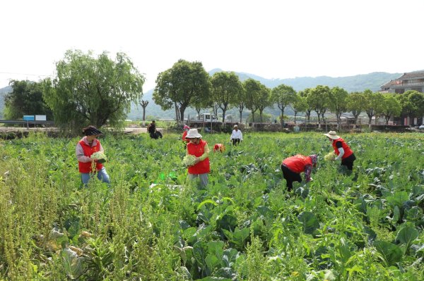 乐配资 “滞销菜”变“爱心菜”